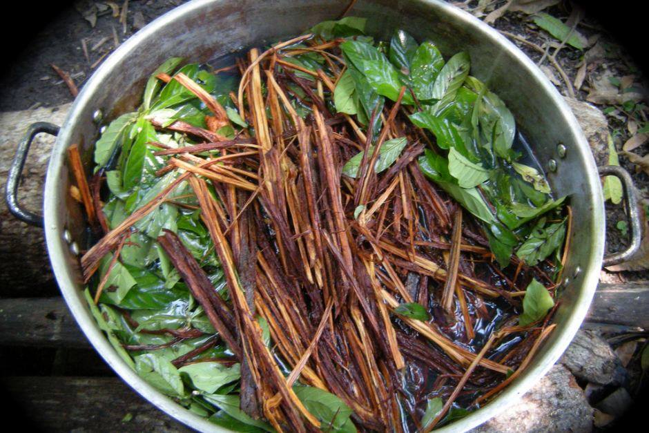 Ayahuasca cocinando