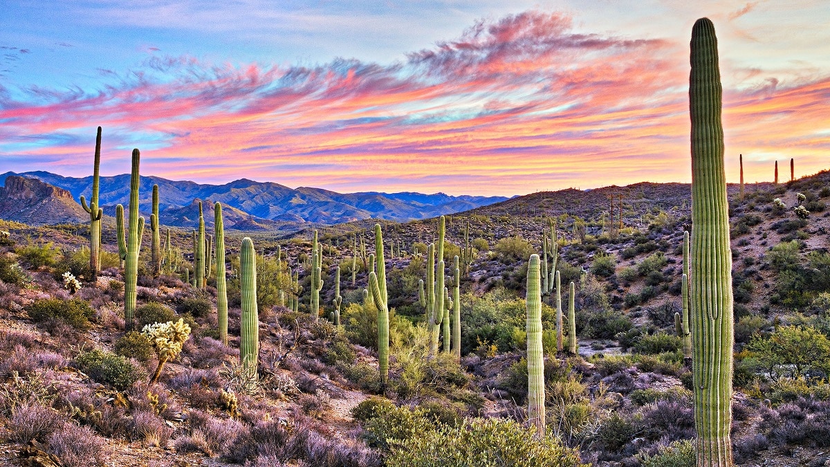 Imagen desierto y Castaneda